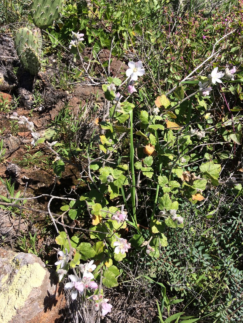 San Clemente Island Bushmallow photo 7