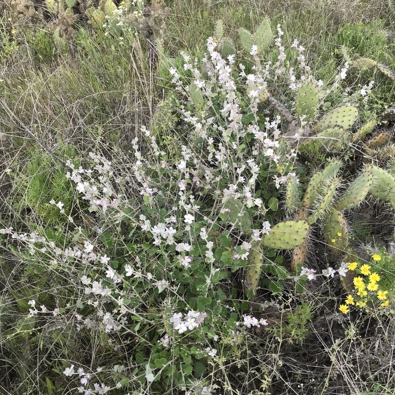 San Clemente Island Bushmallow photo 8