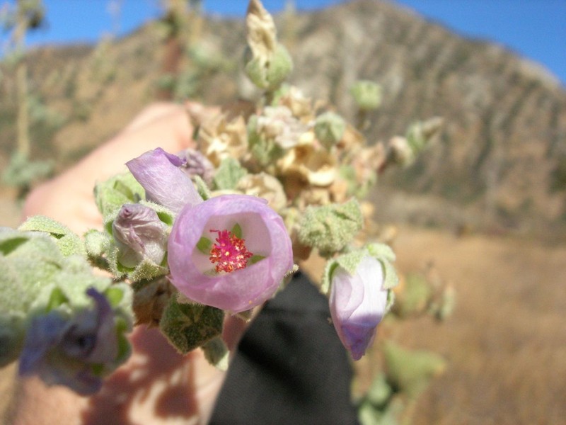 Davidson's Bushmallow