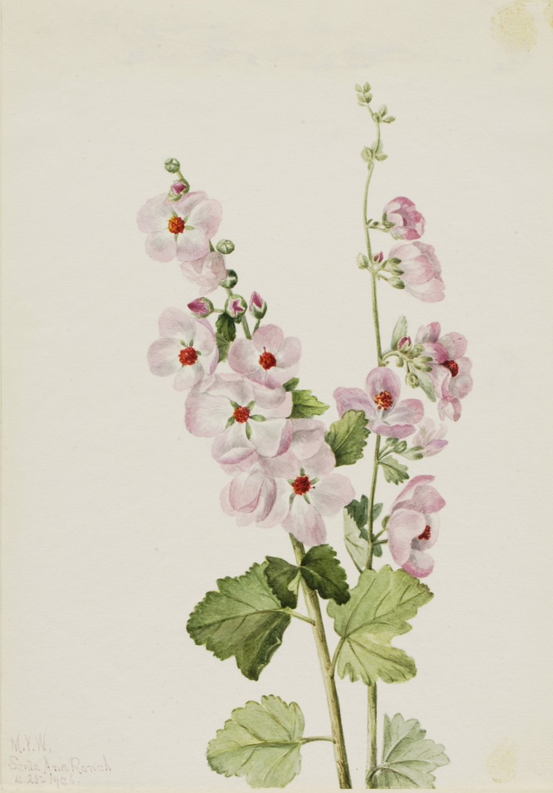 Davidson's Bushmallow photo 2
