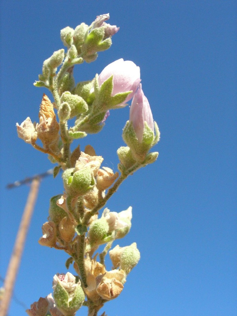 Davidson's Bushmallow photo 3