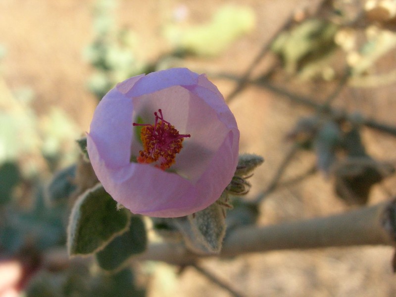 Davidson's Bushmallow photo 4