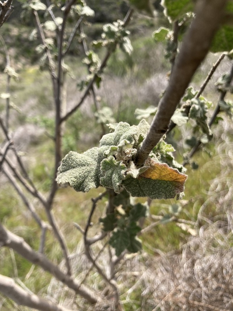 Davidson's Bushmallow photo 4