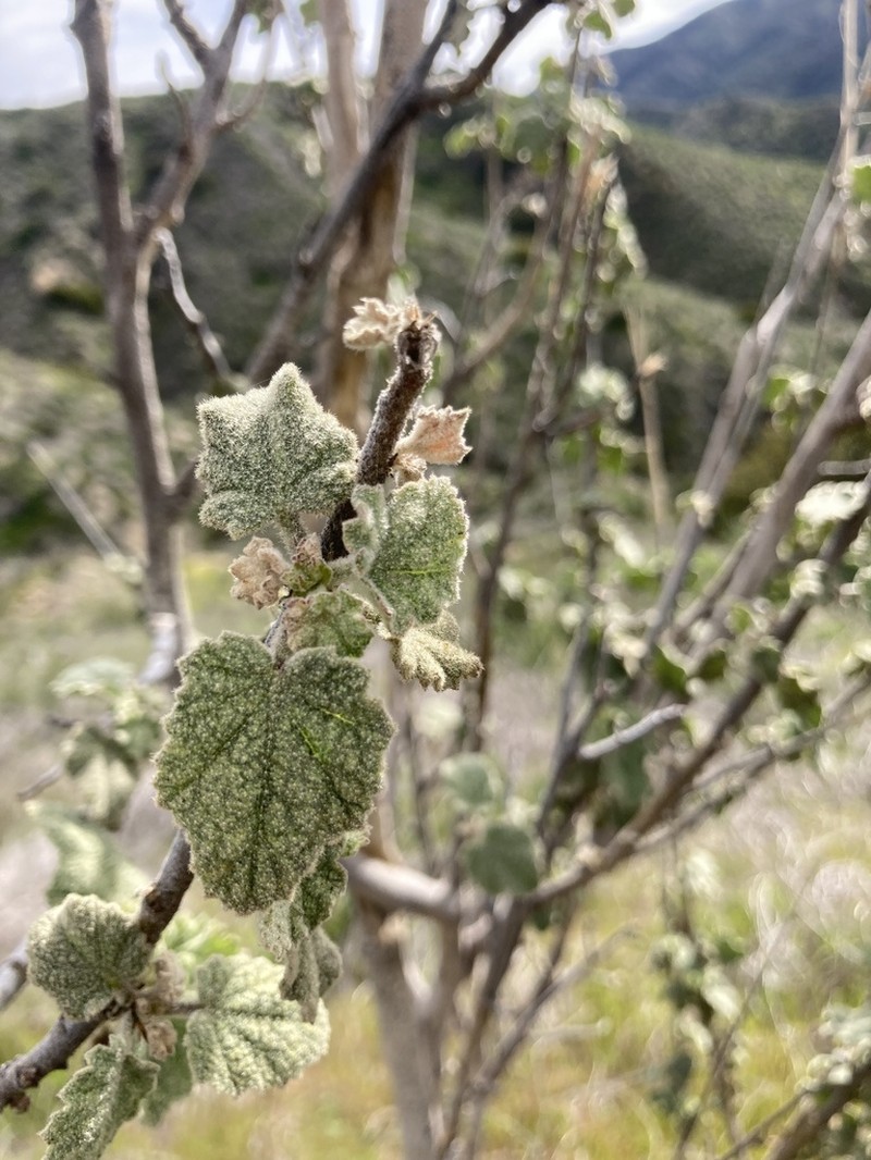 Davidson's Bushmallow photo 5