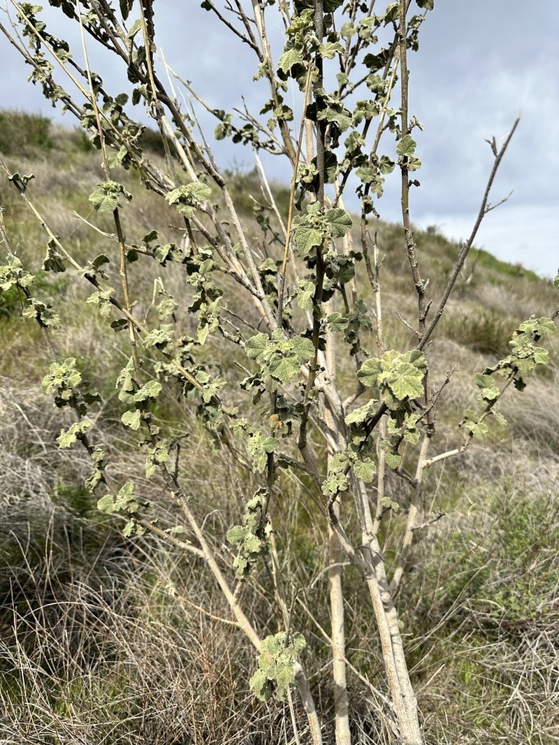Davidson's Bushmallow photo 6