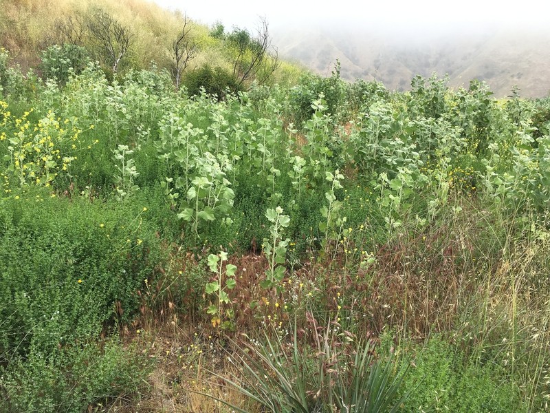 Davidson's Bushmallow photo 7
