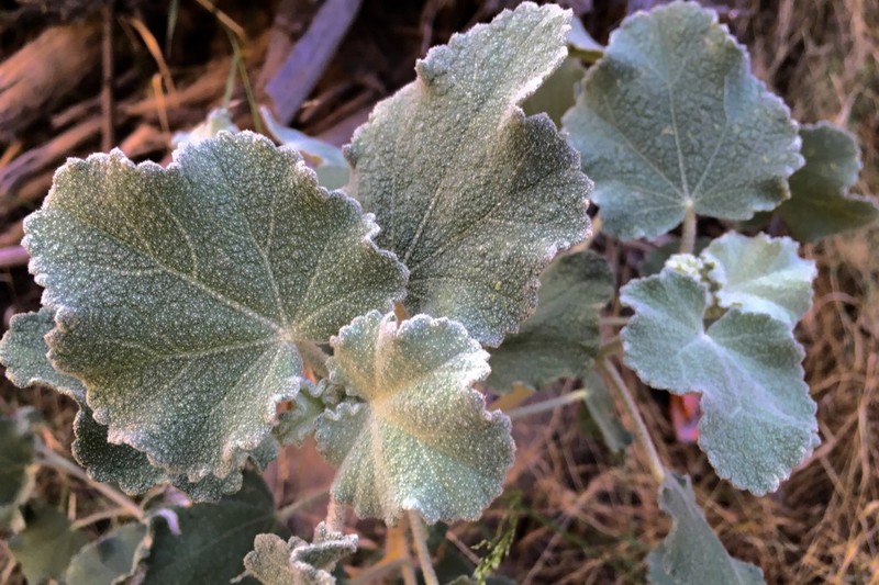 Davidson's Bushmallow photo 8