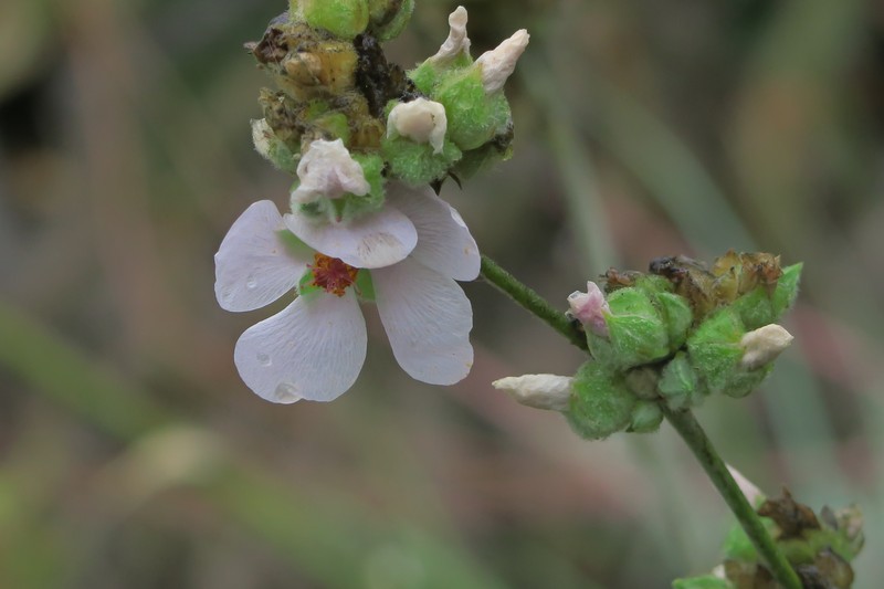 Yellowstem Bushmallow