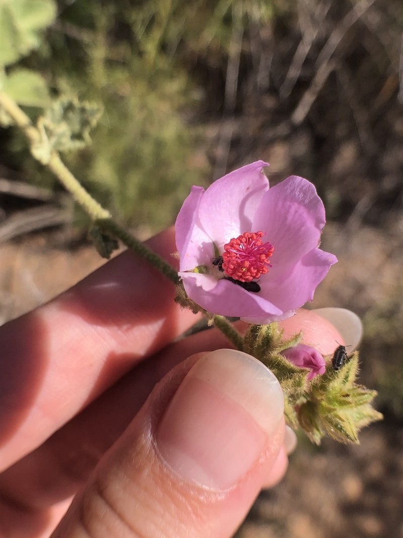 Yellowstem Bushmallow