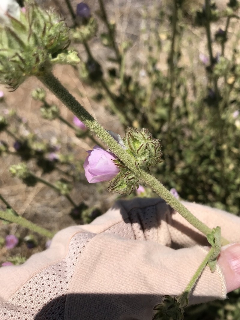 Yellowstem Bushmallow photo 2