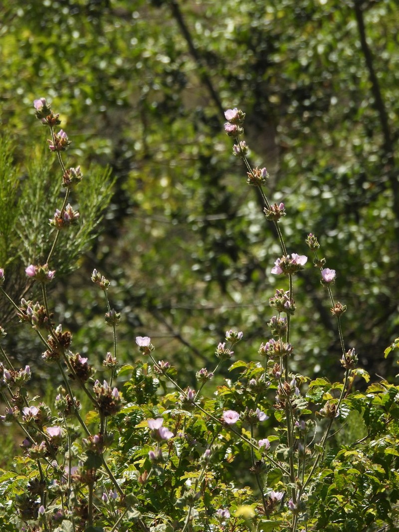 Yellowstem Bushmallow photo 3