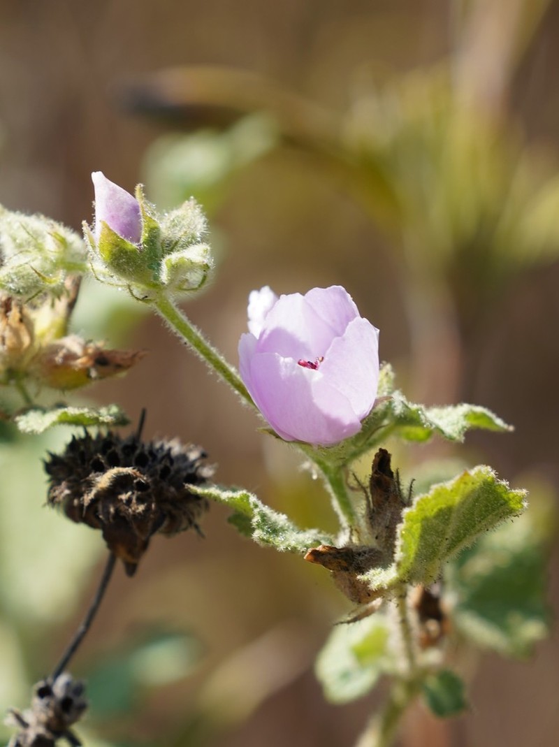 Yellowstem Bushmallow photo 4