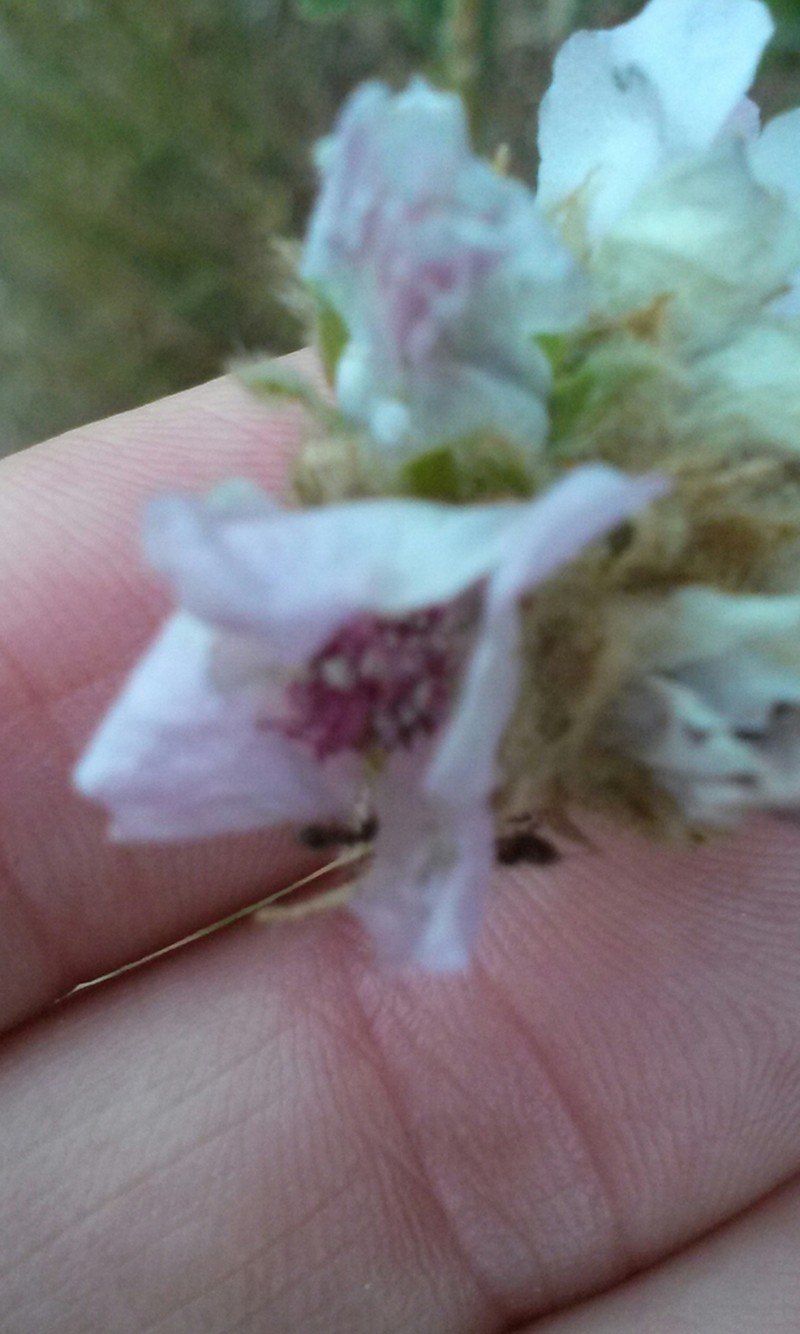 Yellowstem Bushmallow photo 5