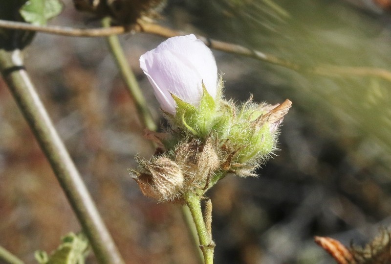 Yellowstem Bushmallow photo 6