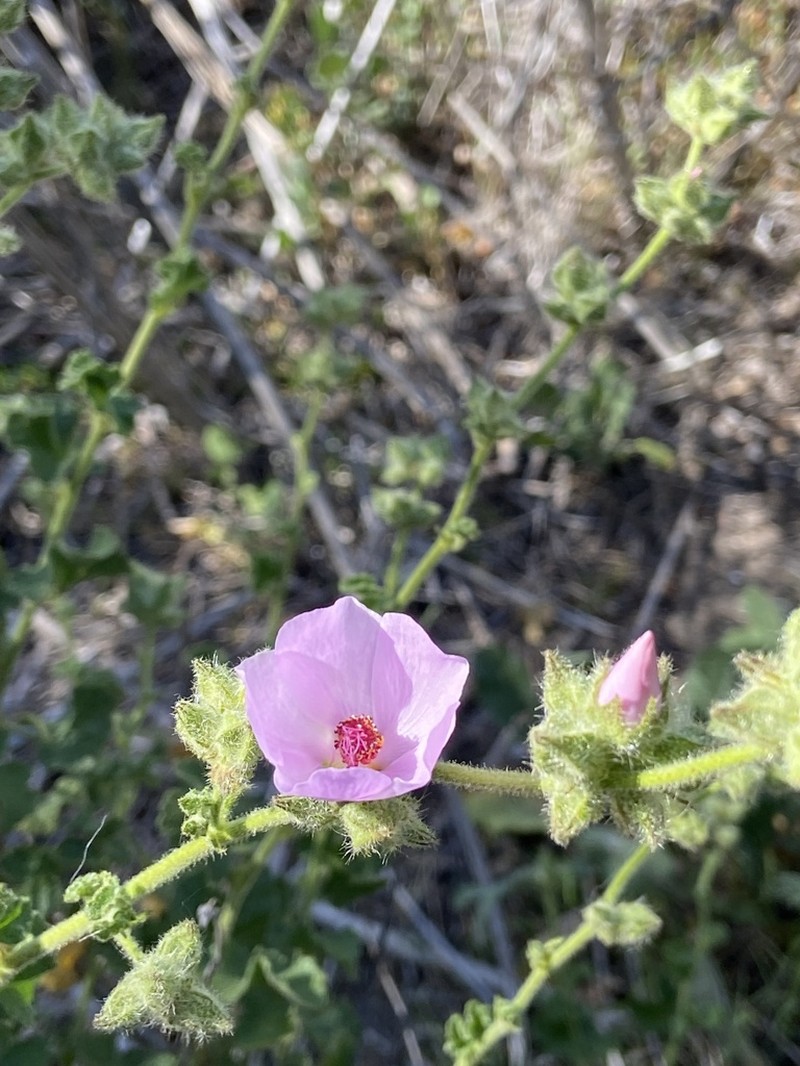Yellowstem Bushmallow photo 7