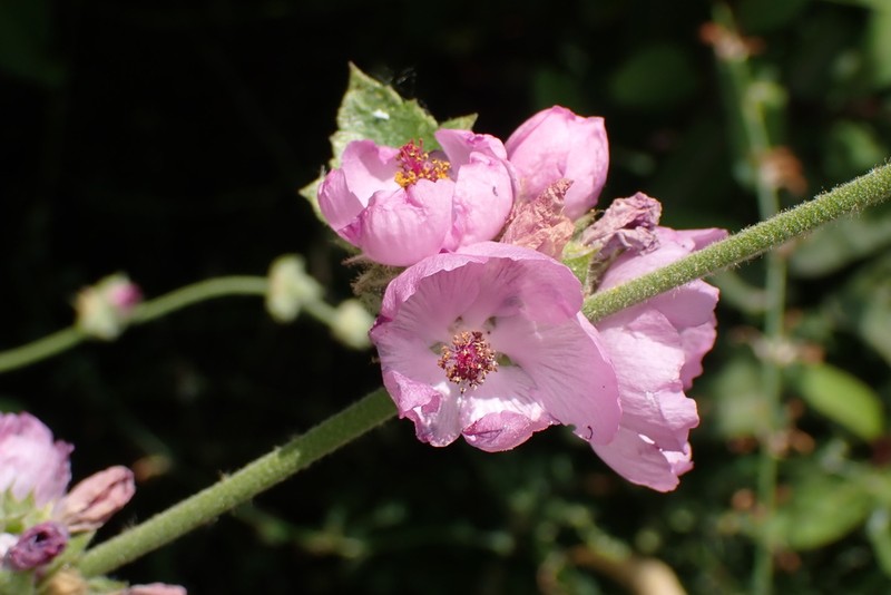Yellowstem Bushmallow photo 8