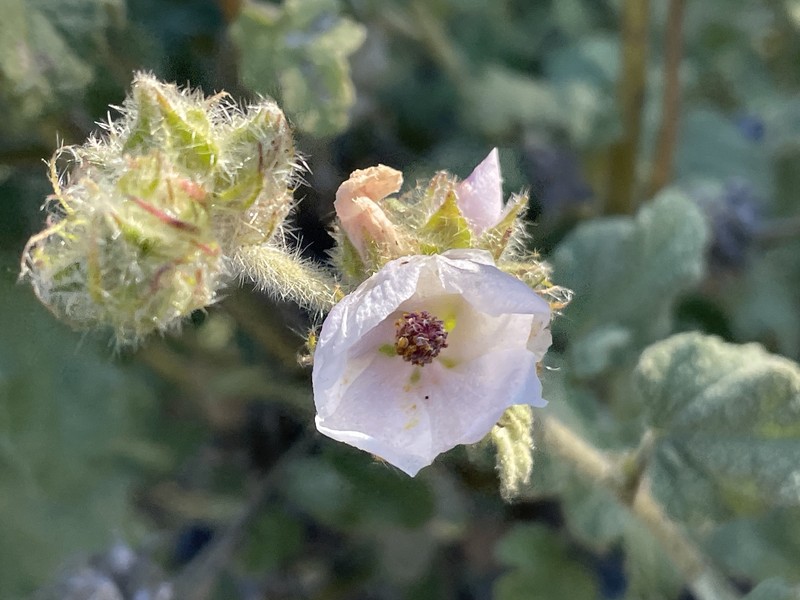 Malacothamnus densiflorus var. densiflorus photo 2