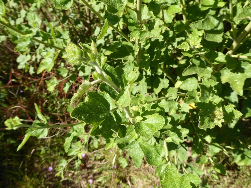 Malacothamnus densiflorus var. densiflorus photo 4