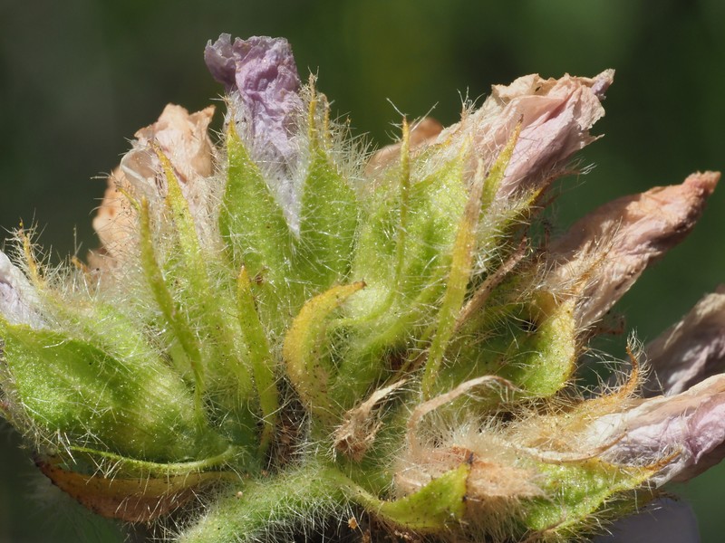 Malacothamnus densiflorus var. densiflorus photo 5