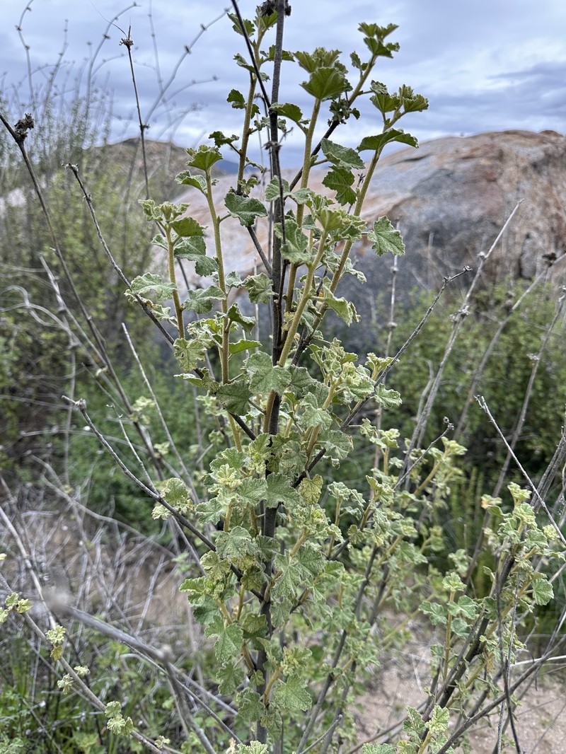 Malacothamnus densiflorus var. densiflorus photo 6
