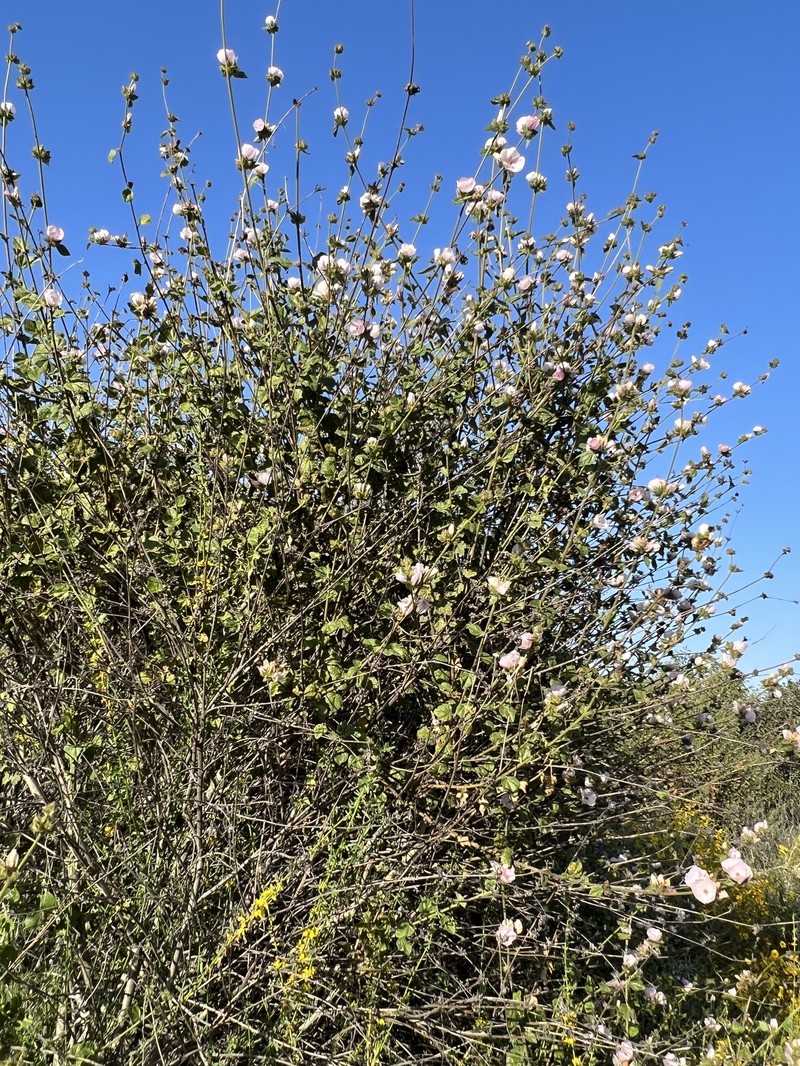 Malacothamnus densiflorus var. densiflorus photo 7
