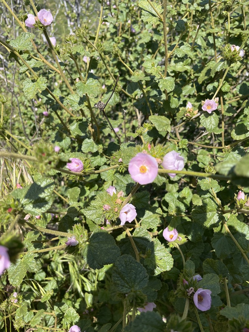 Malacothamnus densiflorus var. densiflorus photo 8