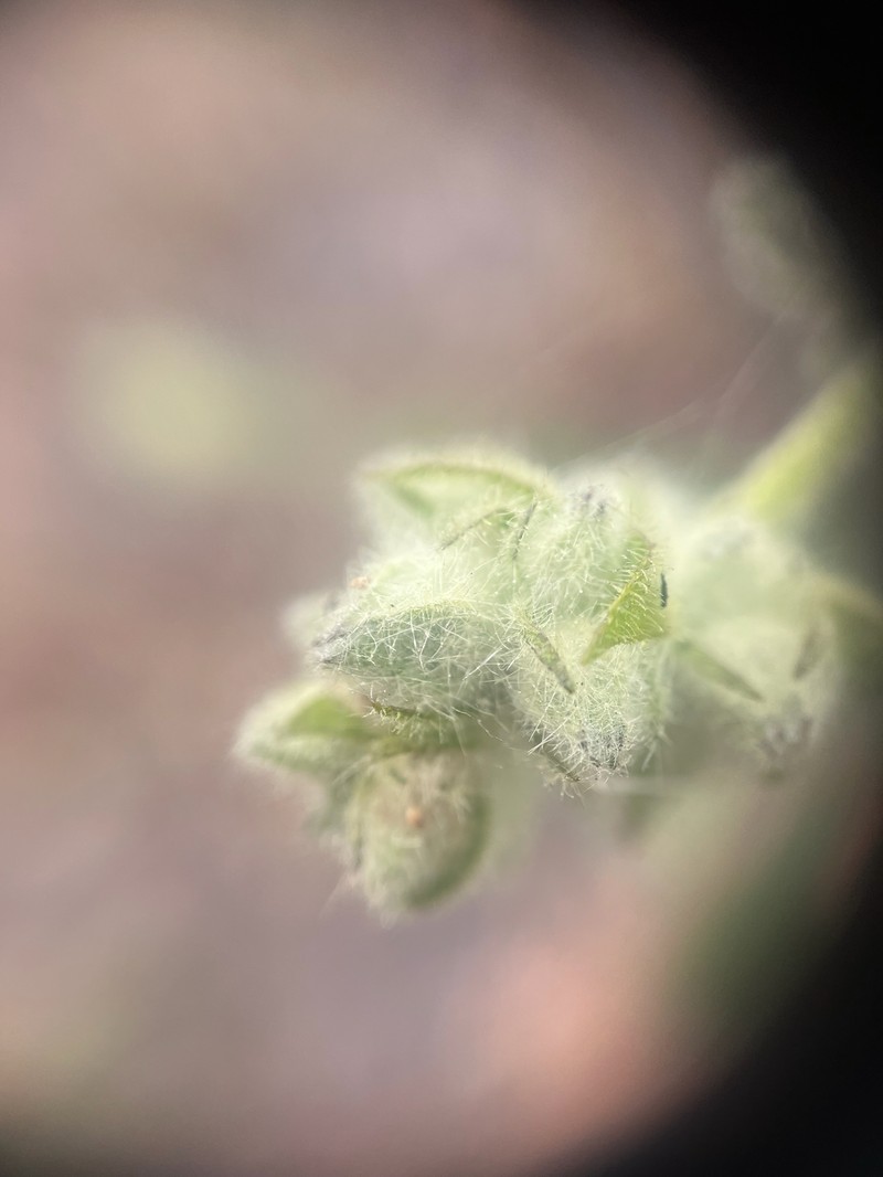 Malacothamnus densiflorus var. viscidus photo 2