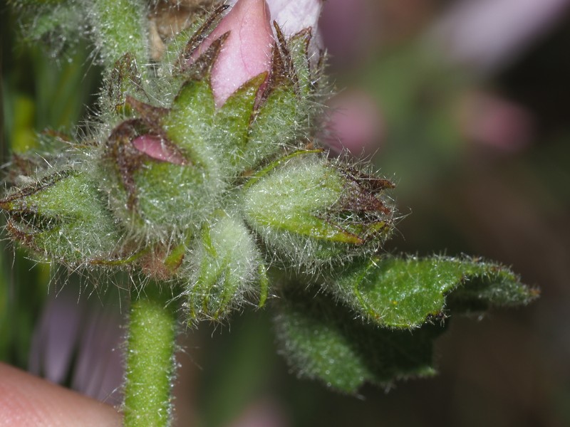 Malacothamnus densiflorus var. viscidus photo 4