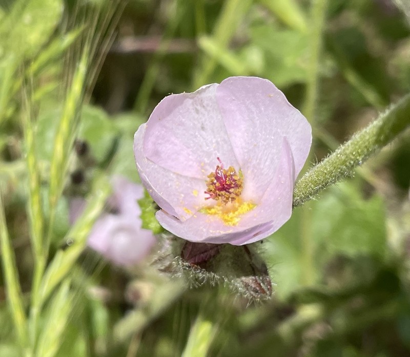 Malacothamnus densiflorus var. viscidus photo 5