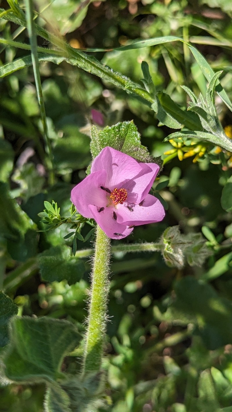 Malacothamnus densiflorus var. viscidus photo 6
