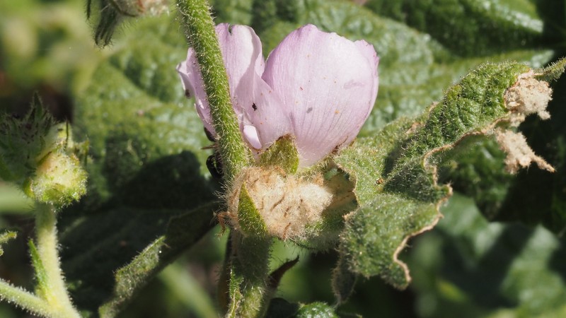 Malacothamnus densiflorus var. viscidus photo 8