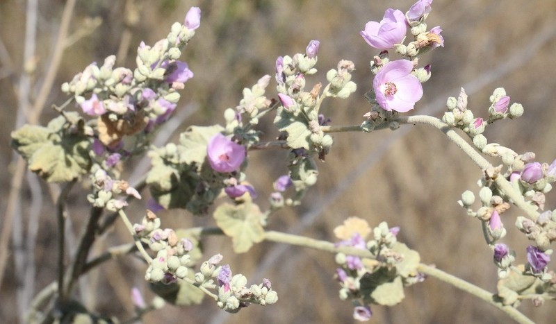 Malacothamnus discombobulatus