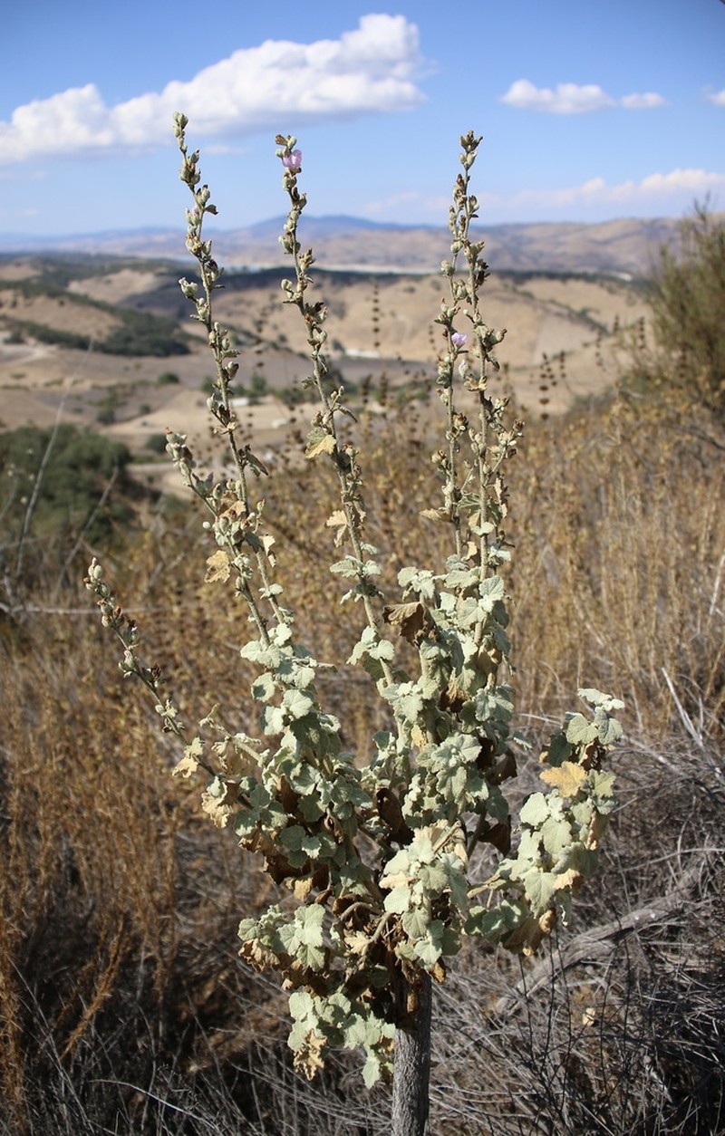 Malacothamnus discombobulatus photo 2