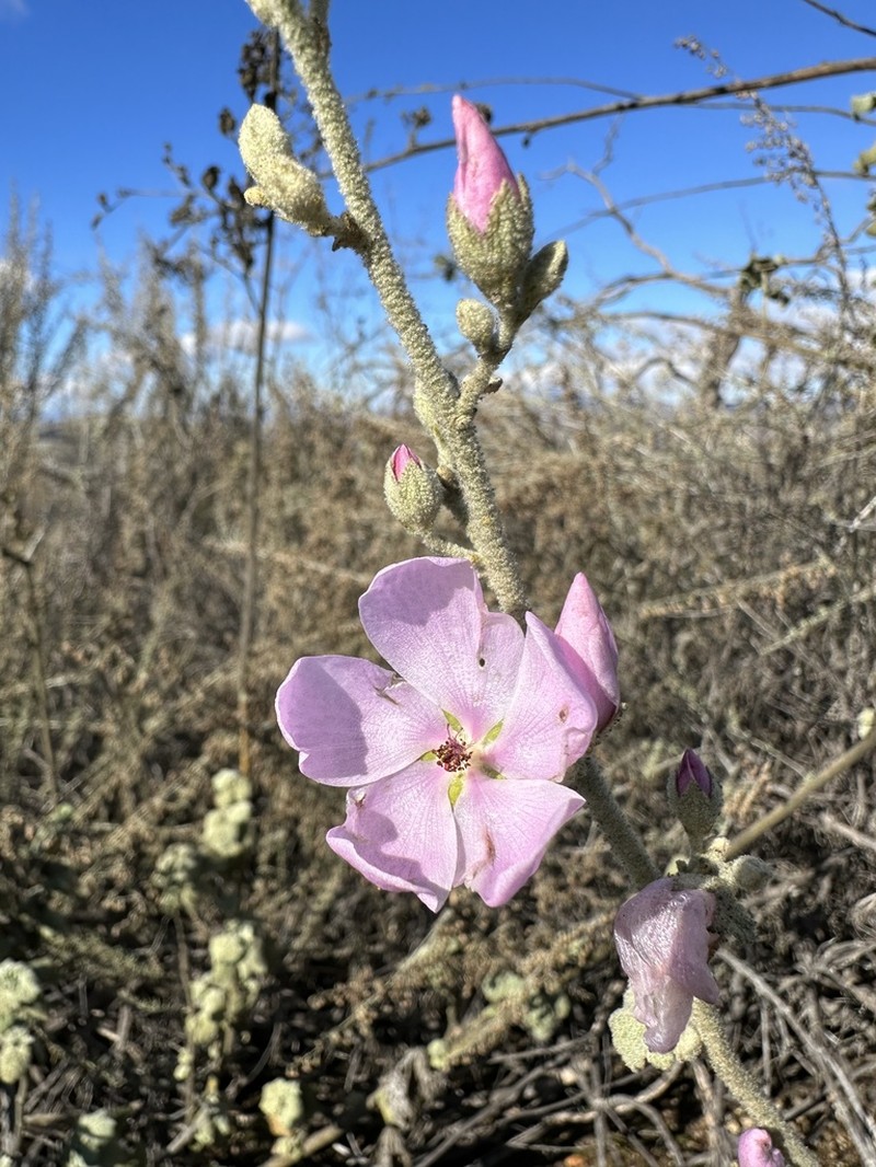 Malacothamnus discombobulatus photo 3