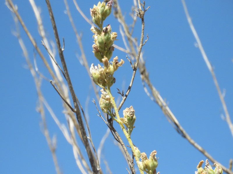Malacothamnus discombobulatus photo 4