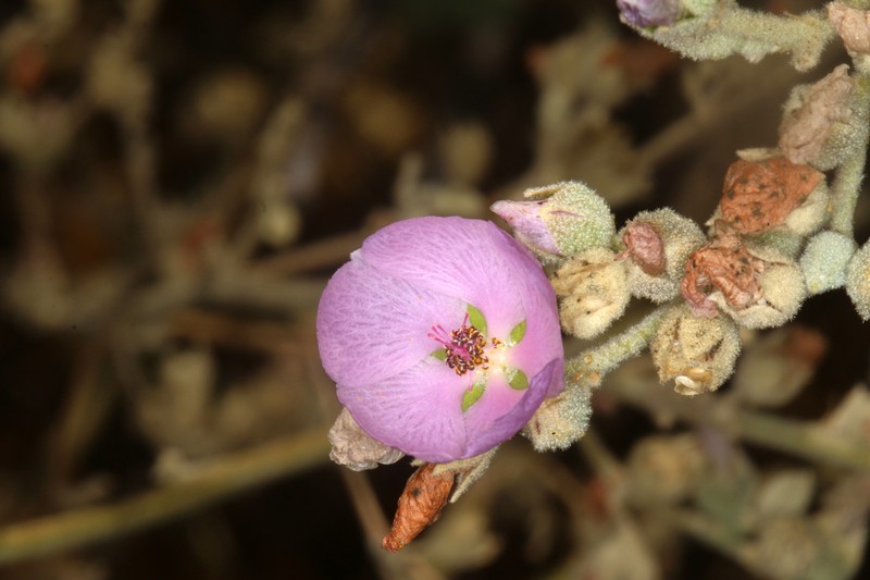 Malacothamnus discombobulatus photo 5