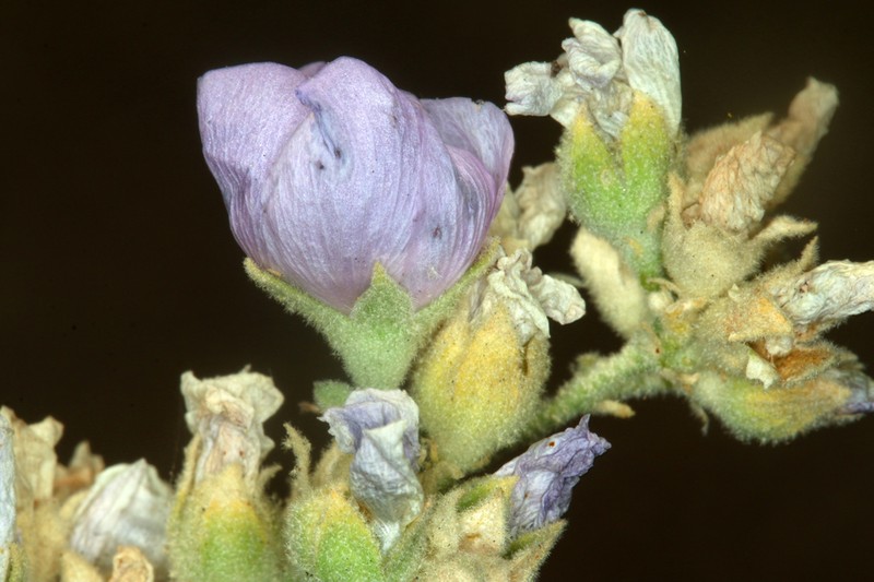 Malacothamnus discombobulatus photo 6