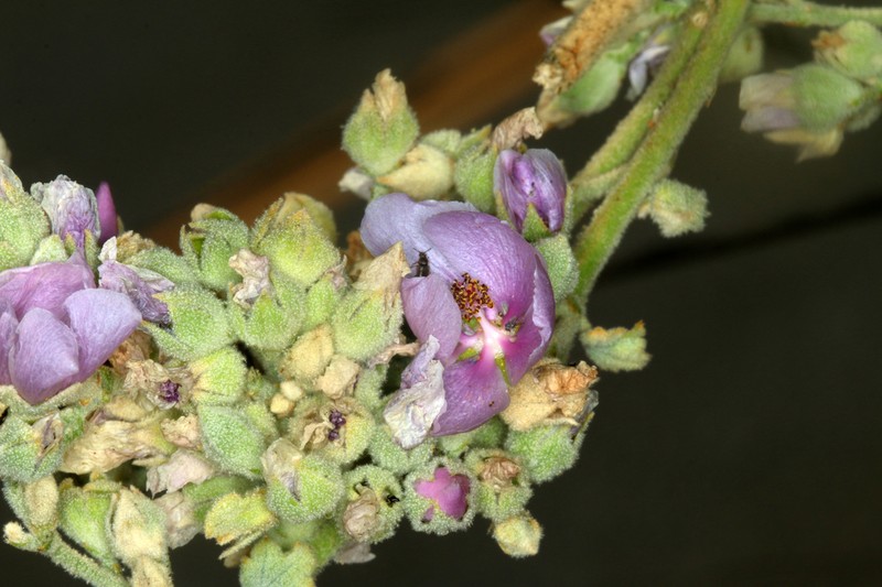 Malacothamnus discombobulatus photo 7