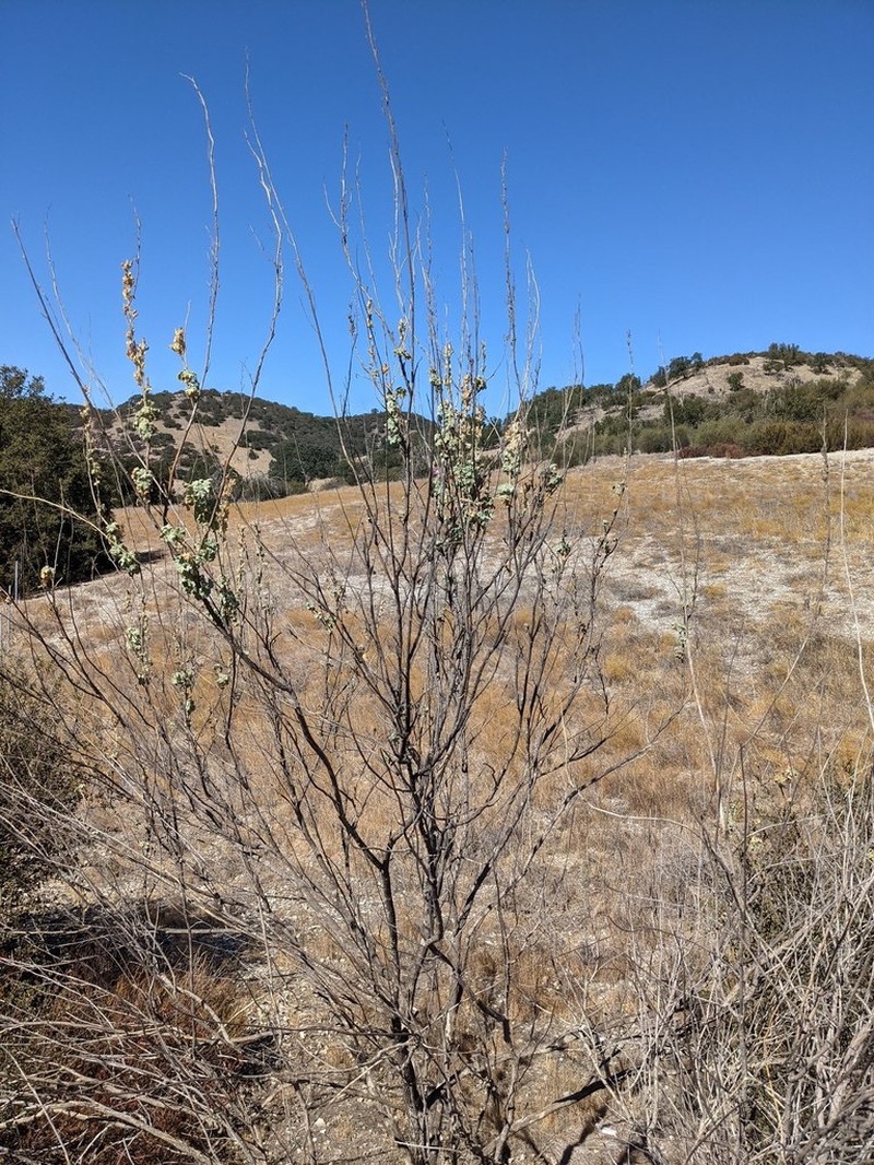 Malacothamnus discombobulatus photo 8
