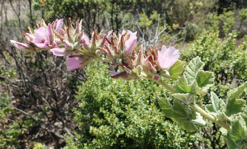 Malacothamnus eastwoodiae