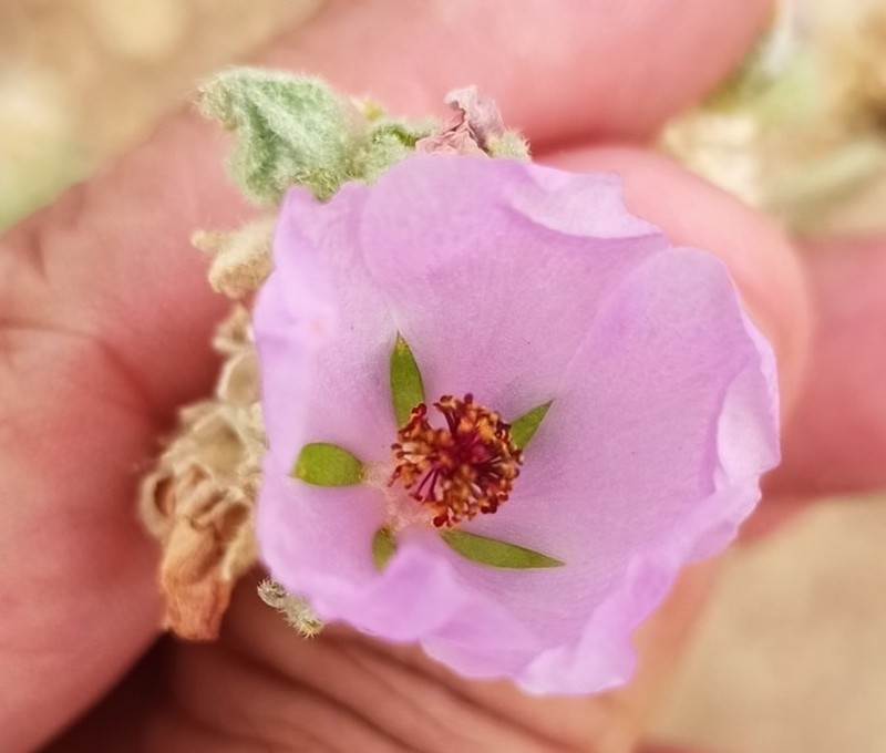 Malacothamnus enigmaticus