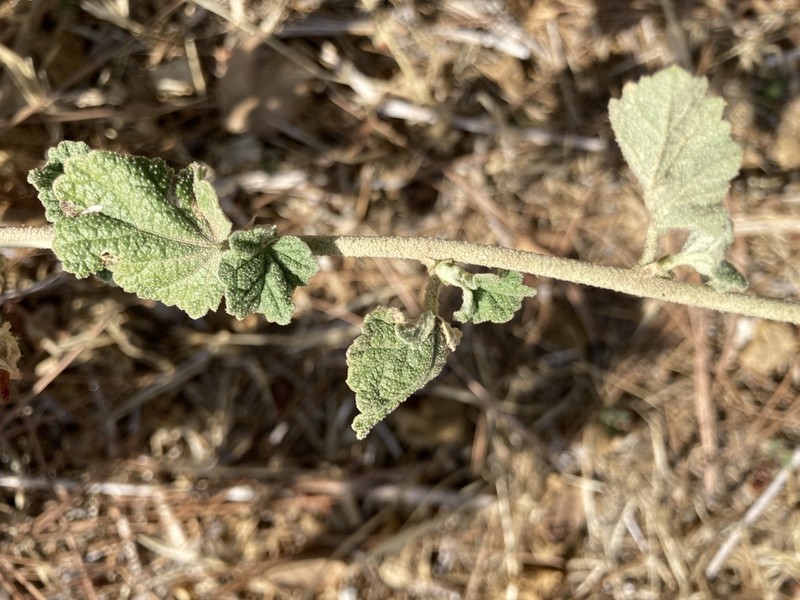 Malacothamnus enigmaticus photo 2