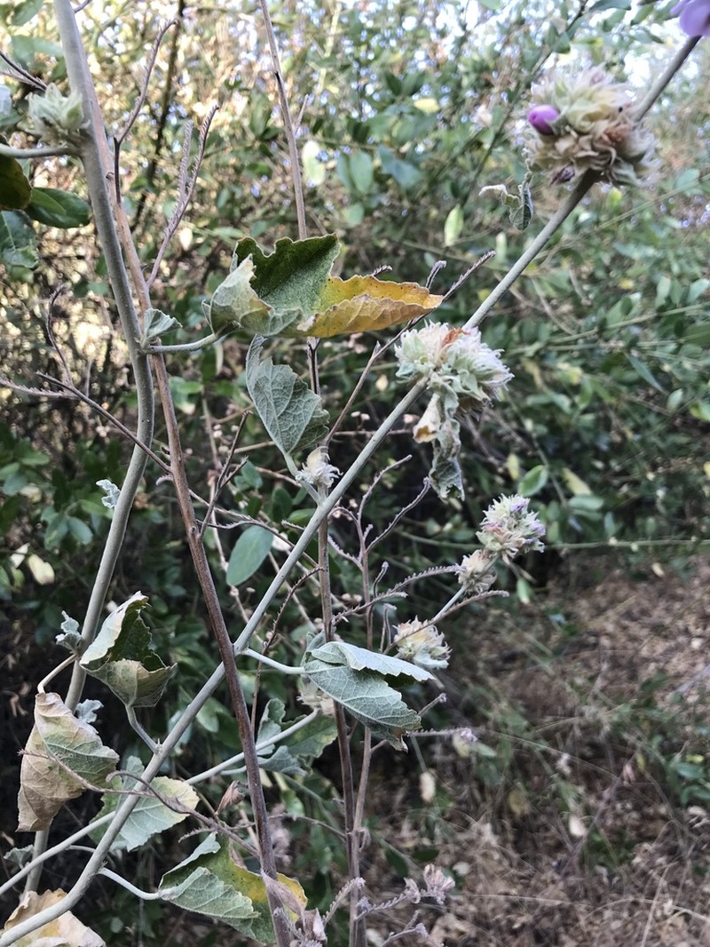 Malacothamnus enigmaticus photo 4