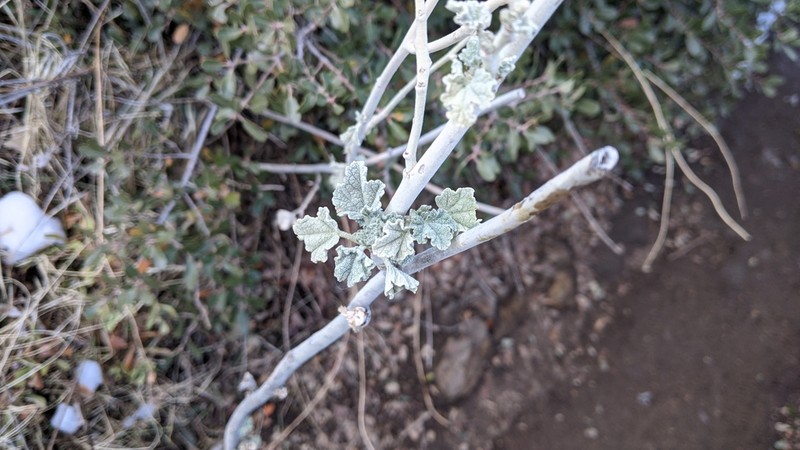 Malacothamnus enigmaticus photo 5