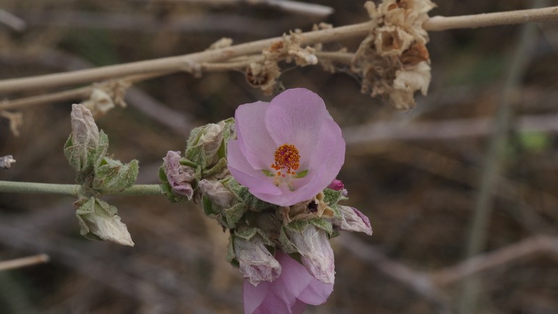 Malacothamnus enigmaticus photo 6