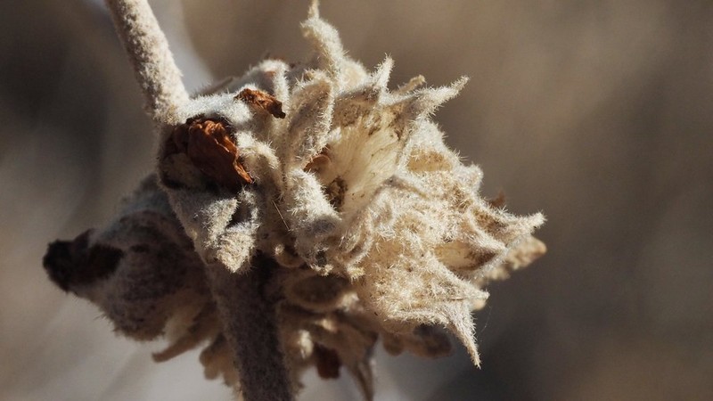 Malacothamnus enigmaticus photo 7