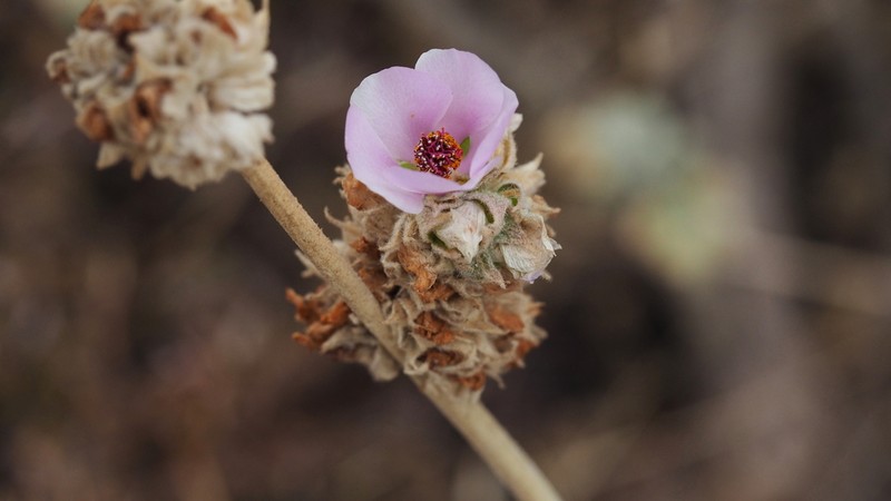 Malacothamnus enigmaticus photo 8
