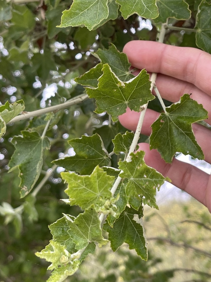 Mendocino Bushmallow