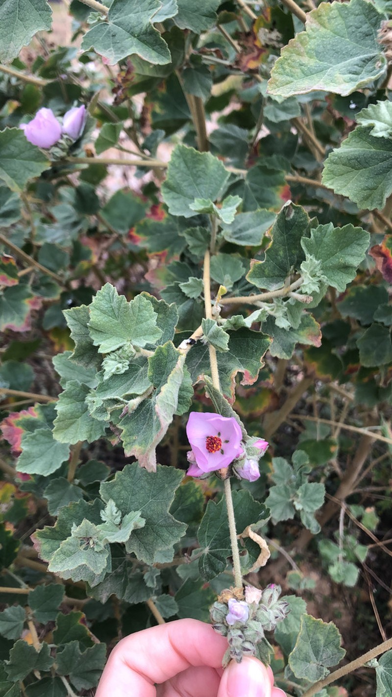 Mendocino Bushmallow photo 2