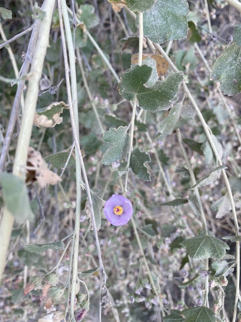 Mendocino Bushmallow photo 3